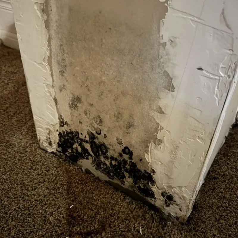 Professional Mold Removal in Marienville, PA